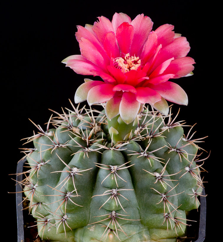 Gymnocalycium baldianum